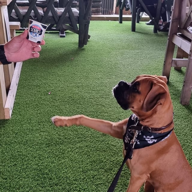 boxer dog at puss in boots, offerton